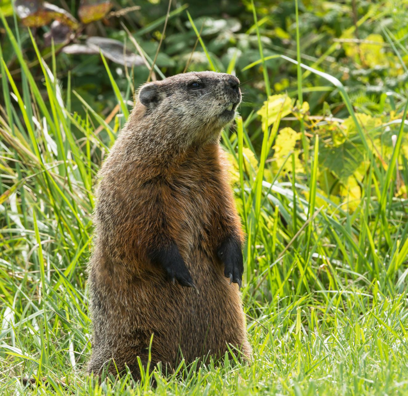 The Key to a Successful Garden May Surprise You - Fences by All Type Fence