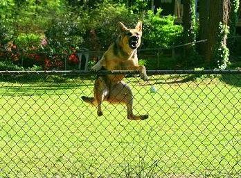 Escaping from the Yard - Fences by All Type Fence