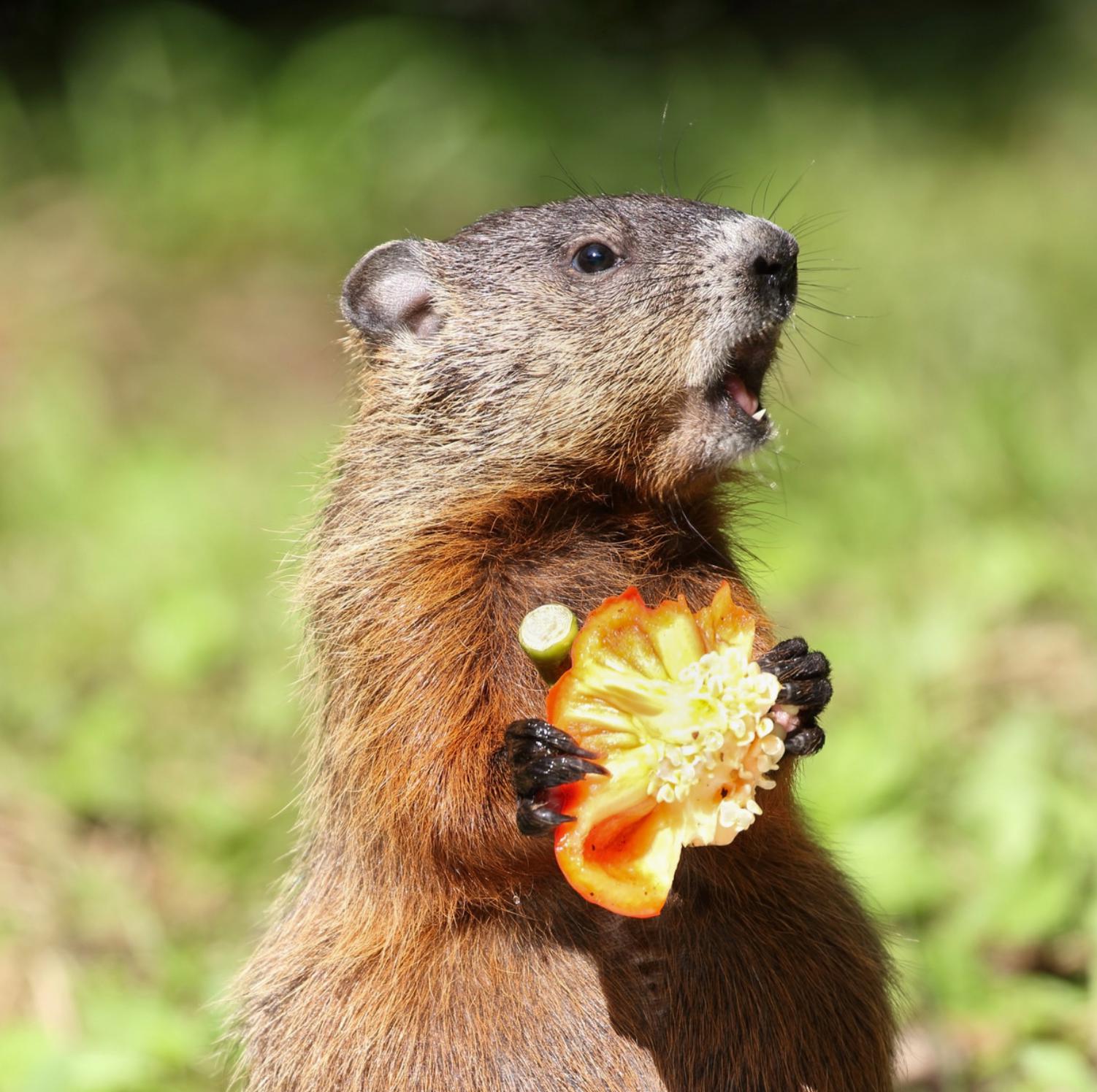 Garden Planning - Fences by All Type Fence