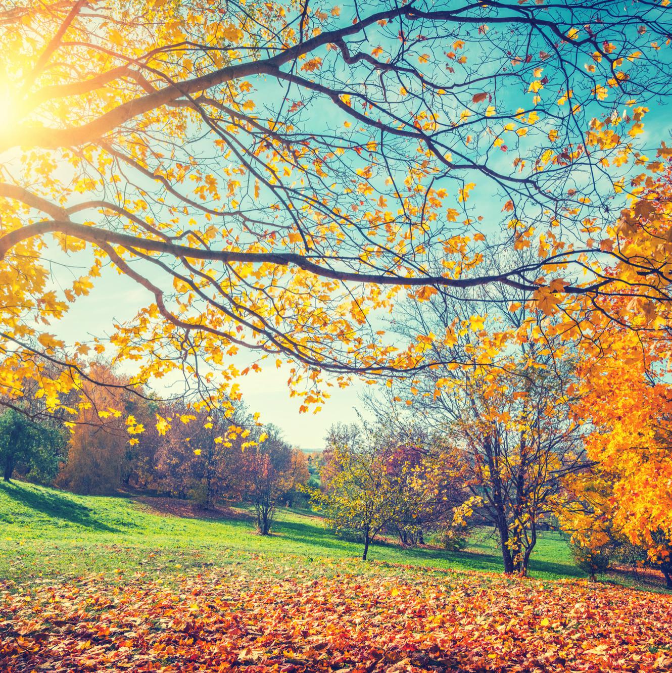 Install in Fall - Fences by All Type Fence