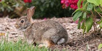 Garden Fence Solutions - Fences by All Type Fence