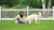 A woman and a dog in a green backyard with a white picket fence