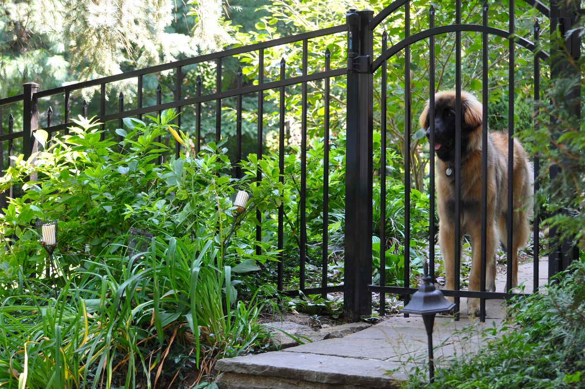 Best hidden fence for dogs sale