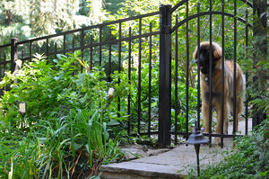 Dog Friendly Fence