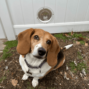 beagle and pet portal